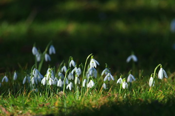 Snowdrops on meadow in beautiful sunny day