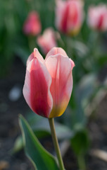 Pink tulip flower or flowering tulipa with bokeh