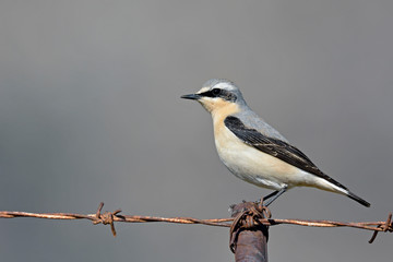 Northern Wheatear or Wheatear - Oenanthe oenanthe, Crete