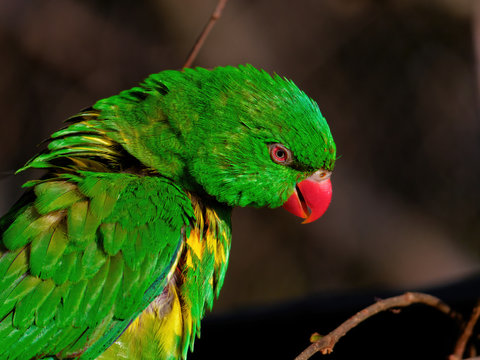 The superb parrot, Polytelis swainsonii, also known as Barraband's parrot, Barraband's parakeet, or green leek parrot.