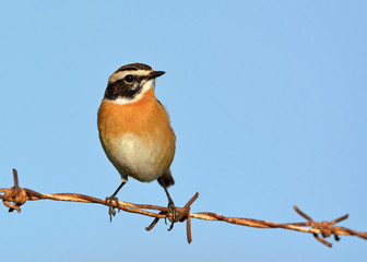 Whinchat - Saxicola rubetra, Crete, Greece