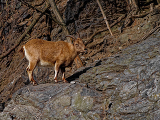 The West Caucasian tur, Capra caucasica, is a mountain-dwelling goat-antelope found only in the western half of the Caucasus Mountains range.