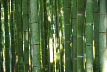 Bamboo forest close-up