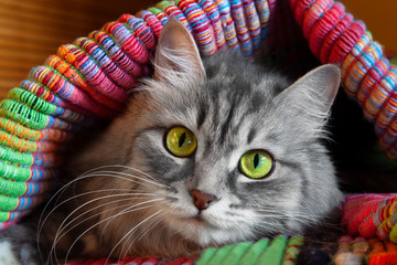 Fluffy gray and white cat with beautiful yellow and green eyes looking into camera from under colorful mat, closeup view