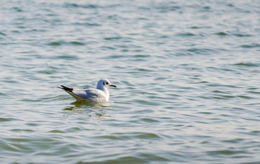 Abstract white seagull swims in the sea and waits for its prey - 325653084