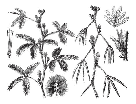 Sensitive plant (Mimosa pudica) / vintage illustration from Brockhaus Konversations-Lexikon 1908