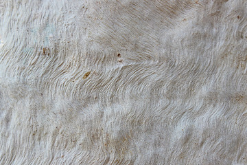 Pattern of a light brown trunk