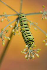 Time for lunch for the caterpillar (Papilio machaon)