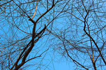 Dry twigs in a park at Bangkok, Thailand