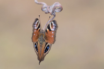 The Peacock butterfly ready to fly (Aglais io)