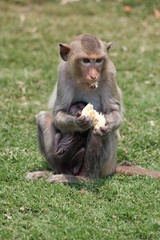 Mother monkey with baby eats fresh fruit and sits on green grass on sunny day