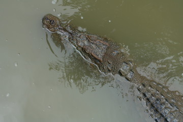 Freshwater crocodile is floating in a muddy river