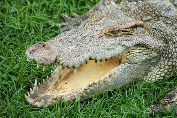Close up view of freshwater crocodile opened its mouth to control body temperature lying on a green grass.