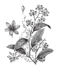 Smilax syphilitica (medicinal plant) / vintage illustration from Brockhaus Konversations-Lexikon 1908