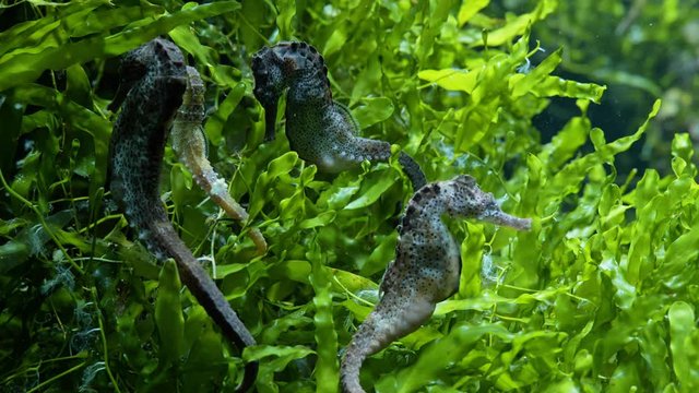 Seahorses - Sea Horses, small marine fishes against green underwater plants, genus: Hippocampus