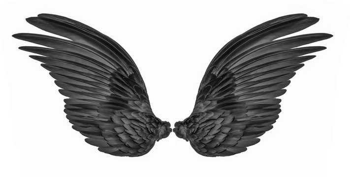 black wing of bird on white background