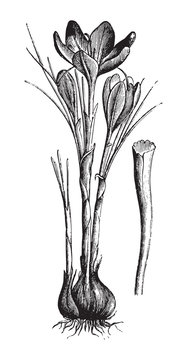 Saffron crocus or autumn crocus (Crocus sativus) / vintage illustration from Brockhaus Konversations-Lexikon 1908
