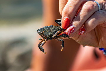 A small black sea crab in a woman's hand with a red manicure. Tentacles and claws are dark green in sunlight