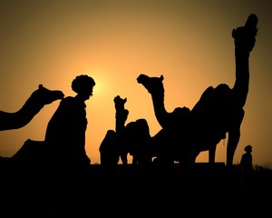 Fototapeta premium A desert silhoutte capturing camels and their owner at sunset