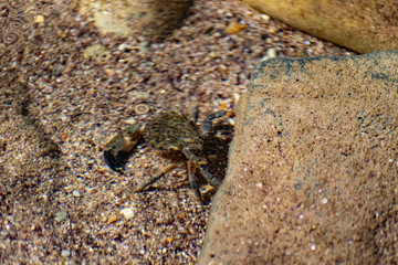 A small black sea crab in a woman's hand with a red manicure. Tentacles and claws are dark green in sunlight