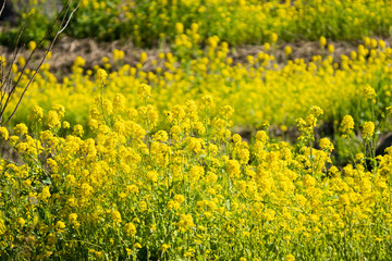 菜の花