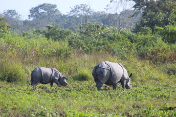 One Horned Rhinosor