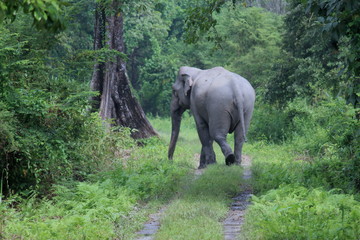 Obraz na płótnie Canvas Indian elephant
