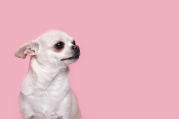 A cute, funny little Chihuahua dog looks away with a shy, timid expression. on a pink background in the Studio