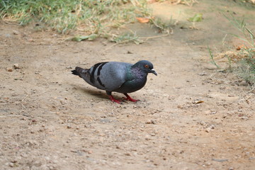 thar pigeon on ground