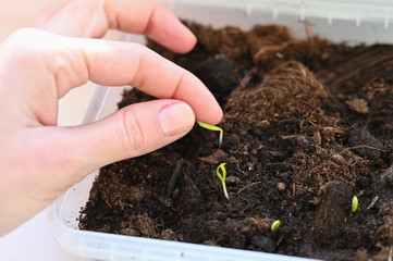 Vegetarian grows vegetables at home. Hands hold shoots of vegetables. Grow food at home. Eco food.