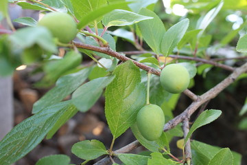 green unripe plums close-up on a tree branch 
