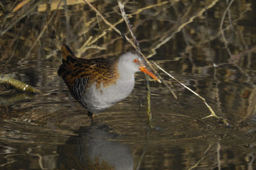 ritratto di porciglione (Rallus acquaticus) nello stagno