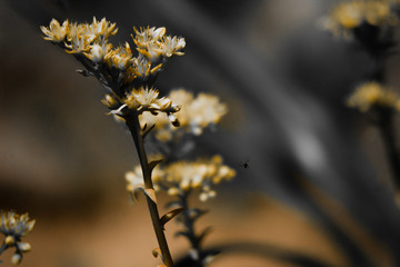 flowers sepia