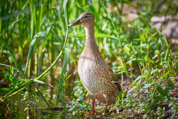 Mallard Female Closeup ( Anas platyrhynchos )