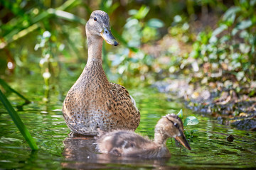 Mallard Female ( Anas platyrhynchos ) with Ducklings