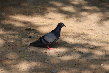 A pigeon resting under shadow in summer