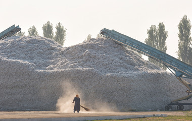 A mountain of harvested cotton. A woman is sweeping. Uzbekistan