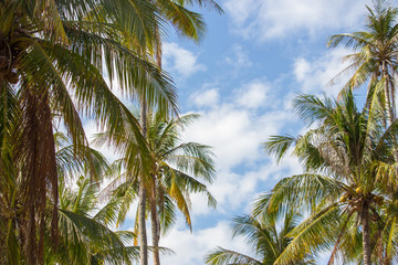 Palm trees against blue sky. Tropical nature. Coconut trees on sunny day. Exotic landscape. Paradise place. Summer vacation concept. 