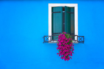 Window with pink flowers on a blue wall, Burano, Venice - obrazy, fototapety, plakaty