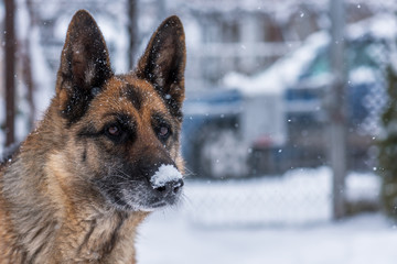 German Shepherd Dog in Snow.