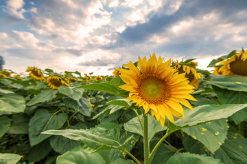 Sunflower field at sunset.