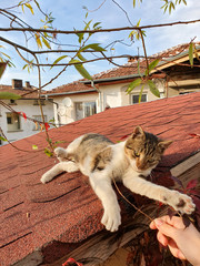 Kitten rests on a brick roof, enjoys the sun. Street Cat Enjoys people's attention. Animal love concept