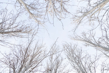 treetops without leaves seen from below
