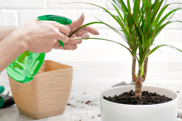 The girl sprays the leaves of dracaena with a spray gun. Care for indoor plants. Houseplant transplant.