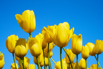 Yellow tulip flowers blooming in a tulip field against background of blue sky. Nature background