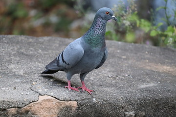natural light in pigeon