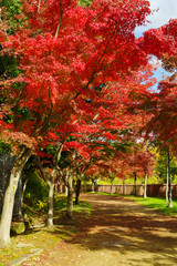 Naklejka premium 真っ赤に紅葉するイロハモミジ