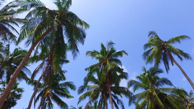 Palm trees with beautiful green leaves swing on light breeze and coconut seed on bright blue sky background