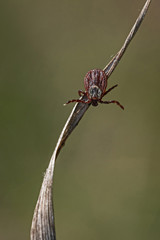 tick on the grass, acarus on grass