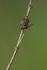tick on the grass, acarus on grass